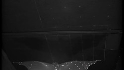 Batty For Bats Instructional Video