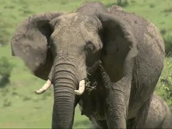 Female African Bush Elephant (Loxodonta africana) and young in Mara, Serengeti. Mara African Bush Elephant (Loxodonta africana) are smaller than other elephants; they are descended from Forest elephants., Kenya, Africa Stock Footage