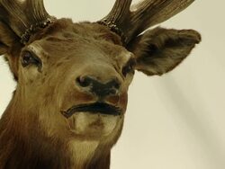 The head of a stuff deer hangs on  the wall Stock Footage