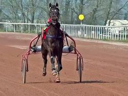 WS SLO MO Horse racing with French Trotter, Harness racing at Racecourse / Caen, Normandy, France Stock Footage