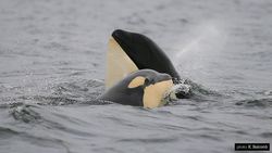 TED: What are animals thinking and feeling? | Carl Safina Instructional Video