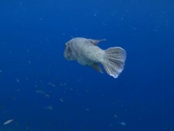 Starry Pufferfish (Arothron stellatus), profile, side view, CU, Vaavu Atoll, The Maldives Stock Footage