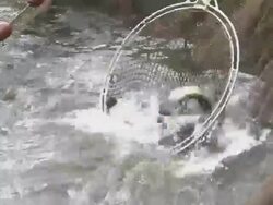 MS TU Trout in pond / Trassem near Saarburg, Rhineland-Palatinate, Germany Stock Footage