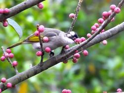 Chinese Bulbul With Berry Stock Footage