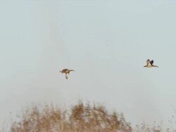 Wood Ducks take flight across amber and brown autumn foliage at sunrise. Stock Footage