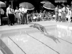 DARWIN FESTIVAL - COMB News Clip