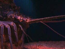 CU Shot of lobster moving slowly in marine aquarium / Eilat, Arava, Negev Desert, Israel  Stock Footage