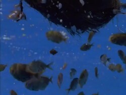 CU Goose barnacles attached to floating coconut, shoal of fish swimming underneath, Seychelles Stock Footage