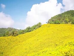 HD Time-lapse: Mexican Sunflower Field at Mae Hong Son Thailand Stock Footage