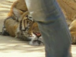 CLEAN: Thailand's Tiger Temple under fire from conservationists News Clip