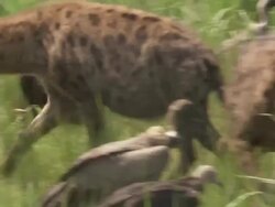 Spotted hyena (Crocuta crocuta) and White-backed Vultures (Gyps africanus) around kill, second hyena arriving, Garamba NP, Congo Stock Footage
