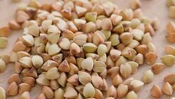 Green buckwheat, close up Stock Footage