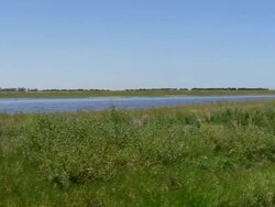 WS View of Marsh with birds / Werribee, Victoria, Australia Stock Footage