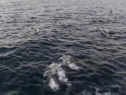WS AERIAL TS SLO MO POV View of School of dolphins jumping in out of ocean at sunset / Newport Beach, California, United States Stock Footage