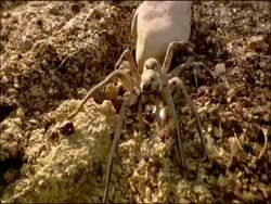 Wolf spider (family Lycosidae) spinning silk, Andalusia, Southern Spain Stock Footage