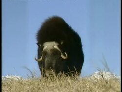 MS Musk Ox, Ovibos moschatus, facing camera, Arctic Stock Footage