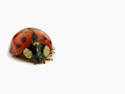 Ladybug Stock Footage