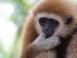 Gibbon. Stock Footage