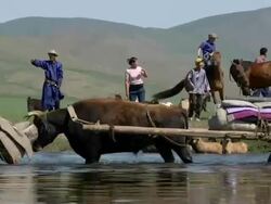 MS ZO Nomands organizing herd of sheeps and goats at bank of river / Central-south Mongolia, Mongolia Stock Footage