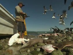 Fishermen men against boat sharpening knives, hammerhead shark. Mexico  Stock Footage
