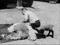 1957: AMERICAN SHEEP FARMING: WS Male walking w/ yoked oxen on path in front of simple buildings. VS Middle-aged male sheering sheep in barnyard, CU Male hand cutting fleece from sheep using shears (scissors). MS Fleece pile on ground. Instructional Video