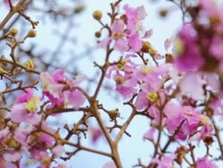 Pink Flowers with Blue Sky,motion focus concept Stock Footage