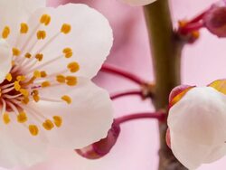 Wild plum flower Stock Footage