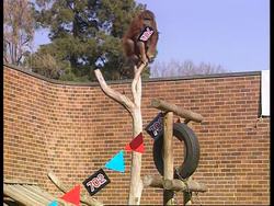 South Africa - Orangutan chooses fabric News Clip