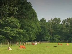 Cattle Stock Footage