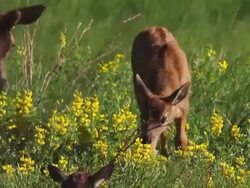 MS Shot of Elk/wapiti (Cervus canadensis) newborn elk calf walks over to twin in meadow of wildflowers / Estes Park, Colorado, United States Stock Footage