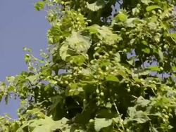 CU Hop cones creeper in hop garden / Mainburg, Bavaria, Germany Stock Footage