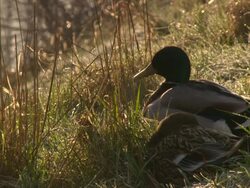 CU Shot of two ducks resting in grass at river coast / Nordhorn, Germany Stock Footage