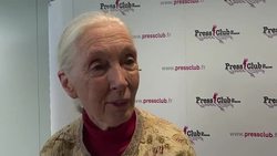 CLEAN : Jane Goodall gives press conference ahead of documentary release News Clip