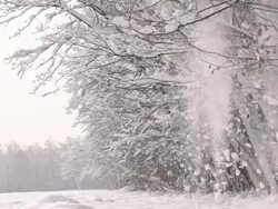 HD SUPER SLOW MO: Snow Falling Off Trees Stock Footage