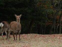 Sika Deer (Cervus nippon) 2 deers looking at the camera and eating Stock Footage