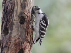 MS Shot of female downy woodpecker (Picoides pubescens) pecks at homemade suet in hole in wood / Valparaiso, Indiana, United States Stock Footage