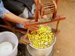 Boiling Silkworn Cocoons Stock Footage