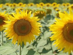 Sunflower field Stock Footage