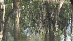 Mangrove swamp Stock Footage