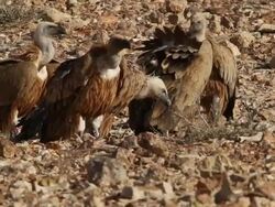 Eurasian griffonÃ‚Â Ã‚Â (Gyps fulvus) in the negev, fiding on carcass  Stock Footage
