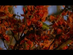 Plum-headed Parakeet (Psittacula cyanocephala),  MCU  feeding in Butea Tree, India Stock Footage