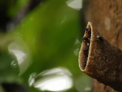 Insect Stock Footage