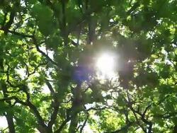 MS Shot of oak tree / Kastel Staadt, Rhineland Palatinate, Germany Stock Footage