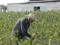 Colorful farmer harvesting tobacco fields in Cuba in the Las Barrigonas region of Pinar del Rio hanging crop Stock Footage