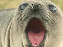 CU, Southern elephant seal (Mirounga leonina) yawning, headshot, South Georgia Island, Falkland Islands, British overseas territory Stock Footage