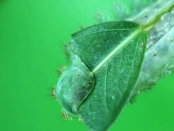 Green caterpillar eating leaf Stock Footage