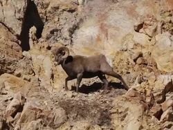 MS TS Shot of bighorn sheep ram walking down colorful rocky slope / Georgetown, Colorado, United States Stock Footage
