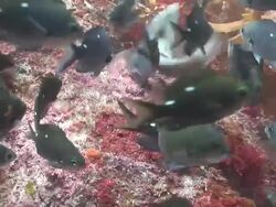 Demoiselle (family Pomacentridae) school around Kelp (order Laminariales), Poor Knights, New Zealand Stock Footage