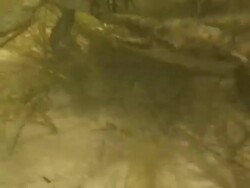 Underwater krab 4  60i Stock Footage