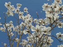 HD: Magnolia Blossom Stock Footage